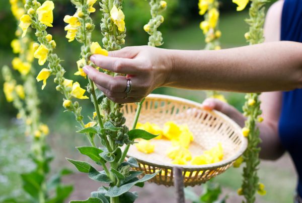 Dziewanna – właściwości, działanie i przeciwwskazania